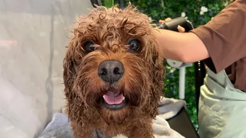 A close-up of a dog's face, looking directly at the camera. She has wet, curly ginger fur 