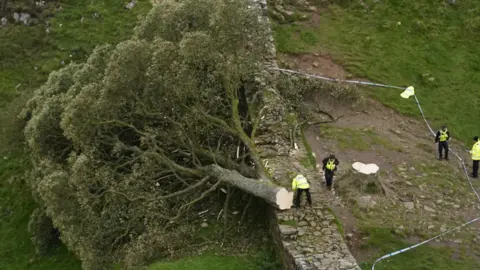PA Media The felled tree has fallen forward over a wall and officials in high vis jackets are standing around it with police tape surrounding it as well.