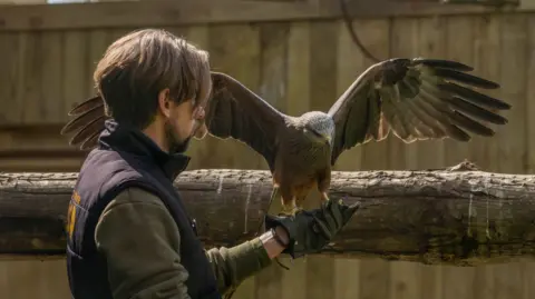 Hertfordshire Zoo A black kite rests on a keepers hand. The keeper is wearing black gloves. 