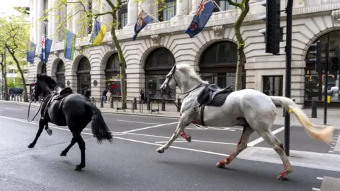 Horses on the run in London