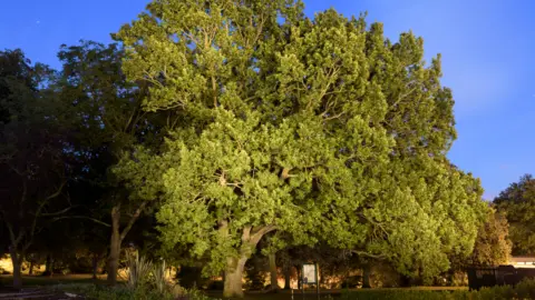 Niall Benvie • The Carnegie Oak, Pittencrieff Park, Dunfermline