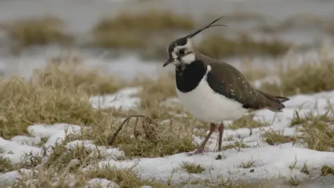 A lapwing standing on grass with snow patches. It has a white breast, black throat and distinctive black crest on its head. Its wings are a dark brown colour with hints of purple and white flecks.