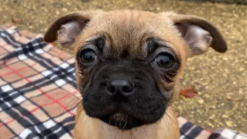 Cotswolds Dogs & Cats Home A puppy on a blanket