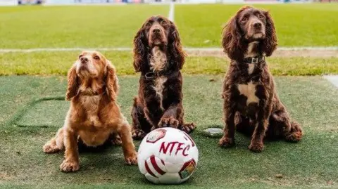 Three working cocker spaniels - one golden and two brown in colour - pose with a football beside the pitch at Sixfields Stadium.