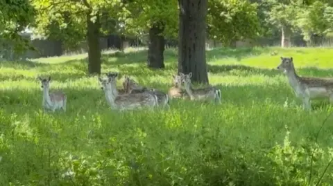 A group of deer in a grassy area. There are trees in the background. 