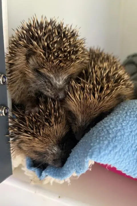 Holderness Hedgehog Hospital The photo shows three hoglets in a pod. They are all sitting on top of one another. They are sitting on a blue blanket. 