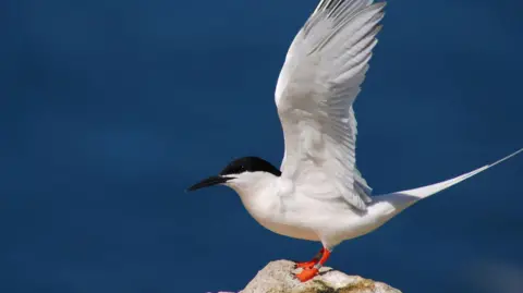 A roseate tern standing on a rock with its wings outstretched. The bird has a black beak and head, white wings and bright orange feet.
