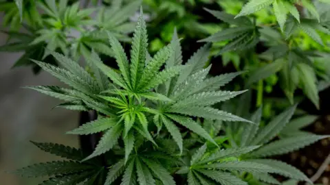 A close-up photo of green cannabis leaves with several cannabis plants around it and a dark background.