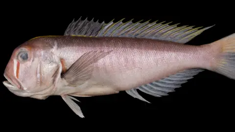 Huang et al. The full body of the new fish is displayed, it has a reddish tint, with visible scales, an orange and white marking under its eye, fins, and an open mouth. 

The background is completely black. 