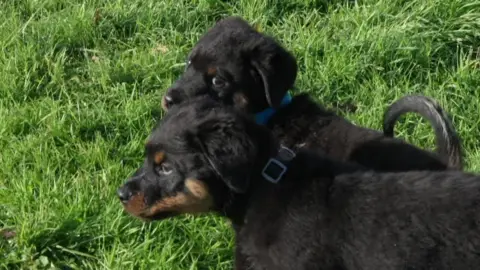 BBC A pair of rottweiler puppies stand next to each other on a grass patch. They are black and tan in colour.