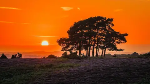 Hang Ross A bright orange sky dominates this image with a glowing sun appearing above the morning mist. A small copse of trees are silhouetted by the sun's rays whilst the ground is carpeted by heather