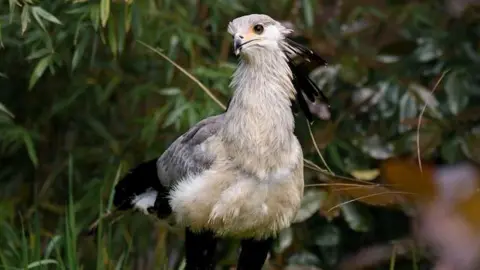Chester Zoo A secretarybird with grey feathers, black wings, a crest and long pink legs stands among green plants.