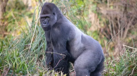Paignton Zoo Pertinax