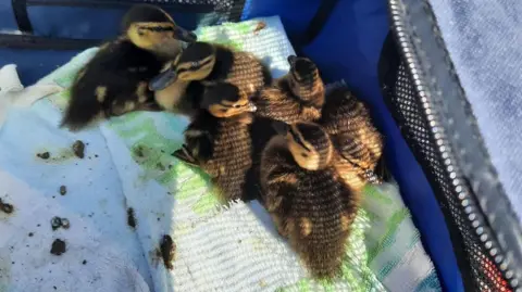 Essex Fire and Rescue Ducklings