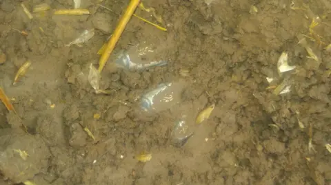 Andy Green/BBC A gold and silver Viking-era sword pommel emerging from claggy brown soil. Three of its five lobes are just above the soil.