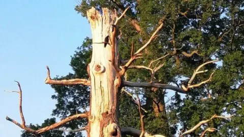 Tony Harwood A tall, dead tree trunk with bark stripped away stands upright among green trees, with several bare branches extending outward against a blue sky in a park setting.
