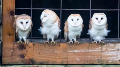 Owls