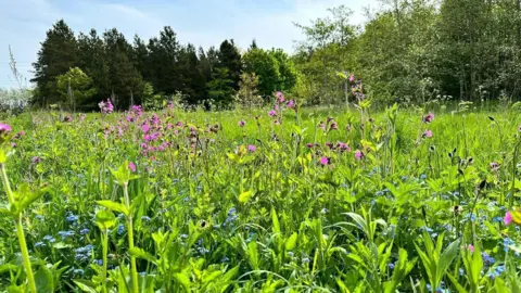 Helen Hindson A wildflower meadow