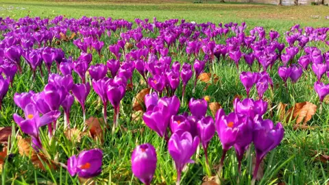 A blanket of purple crocuses amid green grass 