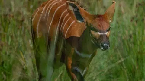 Chester Zoo Mountain bongo