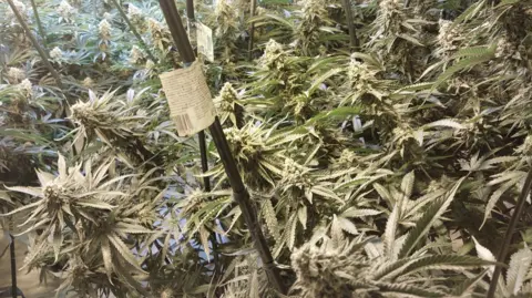 Essex Police Close-up of a cannabis plant