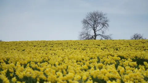 A field of daffodils