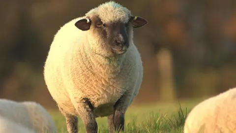 Colchester City Council A sheep is standing in a field. It has light-coloured fleece and a black face and ears.