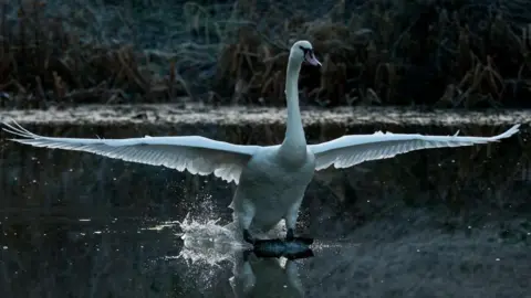 Bertie Gregory 2020VISION A mute swan, a large white bird with an orange beak, flapping its outstretched wings on water.