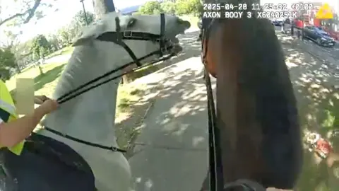A grey horse on the left and a brown horse on the right, taken from a police cam, so you can see the heads of both horses