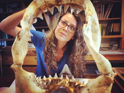 Swansea University woman looking through shark bones