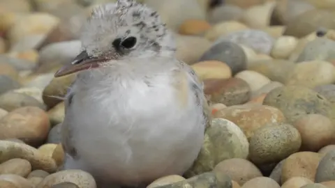 Little Tern