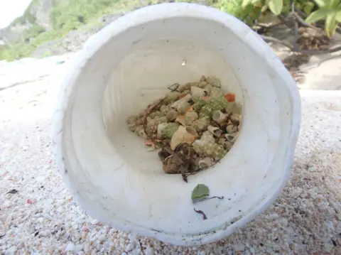 The Trustees of the Natural History Museum A pile of hermit crabs shells in container