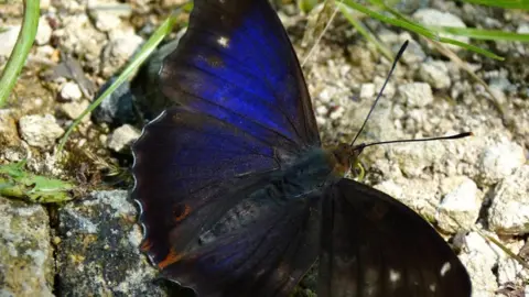 Purple emperor butterfly