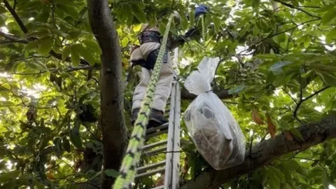 Asian Hornet Team Hornet removal