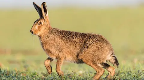 An alert brown hare looking with a piercing eye into the camera, with its ears pricked up and a front paw in the air. The large field behind is blurred.