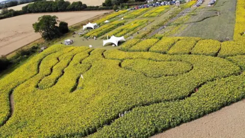 An aerial photo of a sunflower field with people walking between the flowers and a car park in the background 