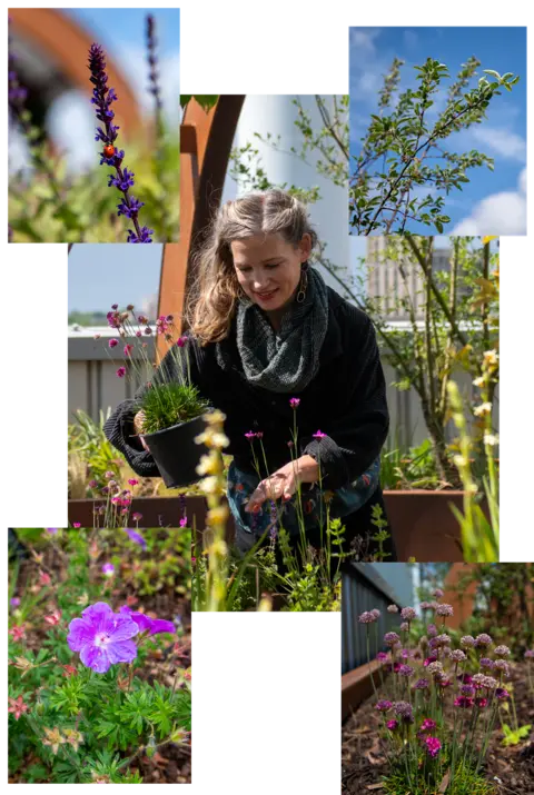Landscape designer Sarah Price planting on the rooftop - and some close-up pictures of a ladybird on woodland sage, sour cherry tree, bloody crane's-bill and sea thrift.