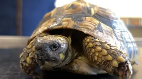 Pee-wee the tortoise has scaly yellow dappled skin with gradients of brown tones. His face is scaly and he has tiny black eyes. 
