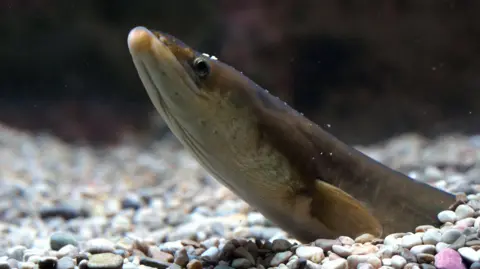  European Eel (Anguilla anguilla)