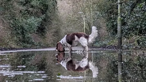 A brown and white spaniel dog is standing side on in a huge puddle on a path. It is looking down into the water as if sniffing the surface and has its long haired tail standing upwards. The entirety of the dog's body is captured in a clear reflection in the water. The pathway is surrounded by browning trees and overgrown bushes. There is the lower part of a lamppost on the right which is also being reflected.