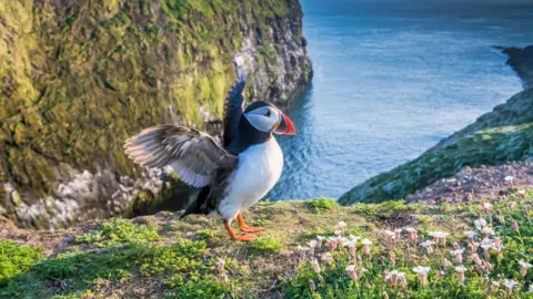 The Wildlife Trusts/PA Puffin