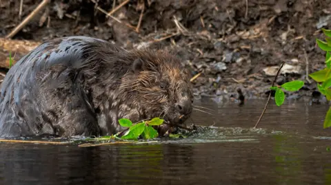 Marcus Tyler A beaver sitting in a river and eating a plant