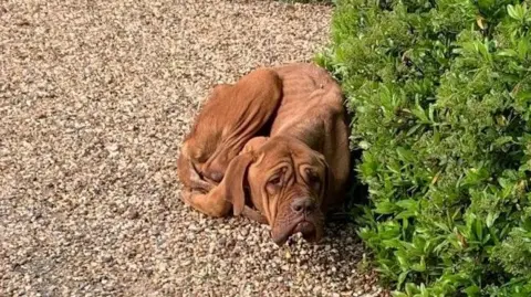 A brown-coloured dog quivering under a bush