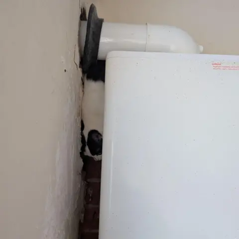 RSPCA A black and white cat trapped between a cream-coloured wall and a white boiler. 
