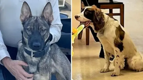Rip and Boomer are two dogs in a side by side photo