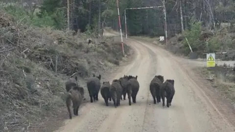 Greg MacRae The group of pigs are seen from behind and are running down a forestry track. The animals are of different sizes.