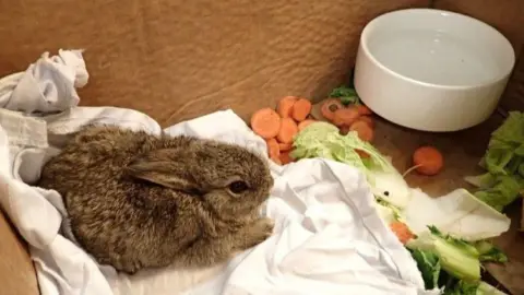 Valaris A bunny in a box on a towel, with a bowl, and bits of vegetables, including carrots.