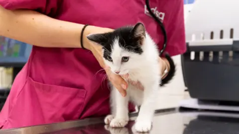 PDSA A cat with black and white fur standing on a metal table with a vet's arms around it.