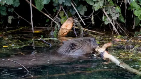 A beaver grabbing on to a twig in the river