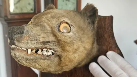 Auctioneum The side of the thylacine head mounted on a board that is held by a gloved hand. Its teeth are visible and it has stick on eyes.